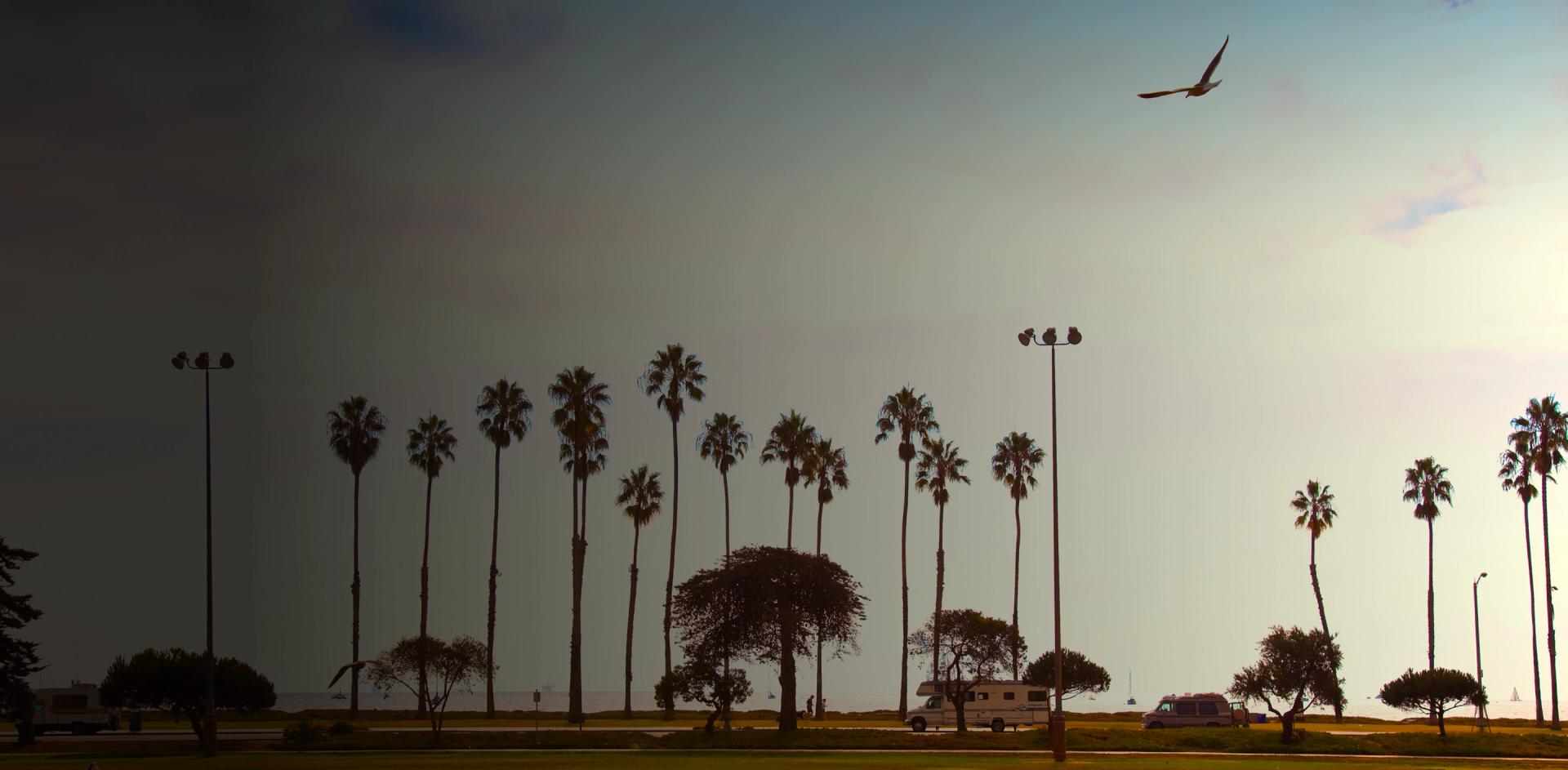 Sunset view of palm trees and open fields in Costa Mesa — a calming environment that supports healing and recovery from drug and alcohol addiction.