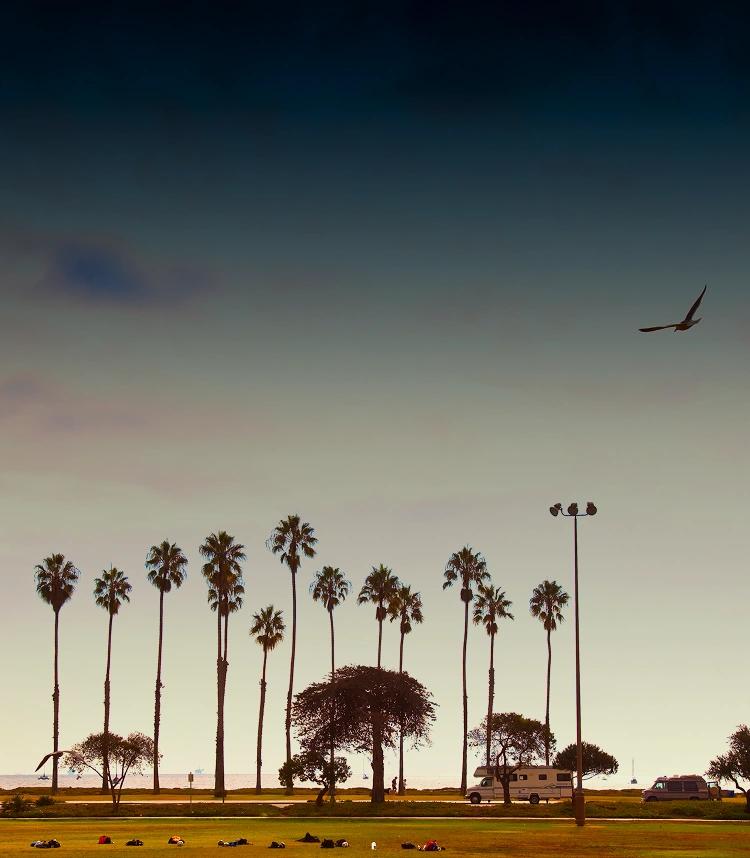 Sunset view of palm trees and open fields in Costa Mesa — a calming environment that supports healing and recovery from drug and alcohol addiction.