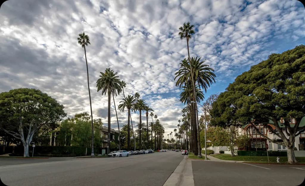Palm trees and peaceful streets in Westminster — representing the calm setting that supports recovery from addiction.