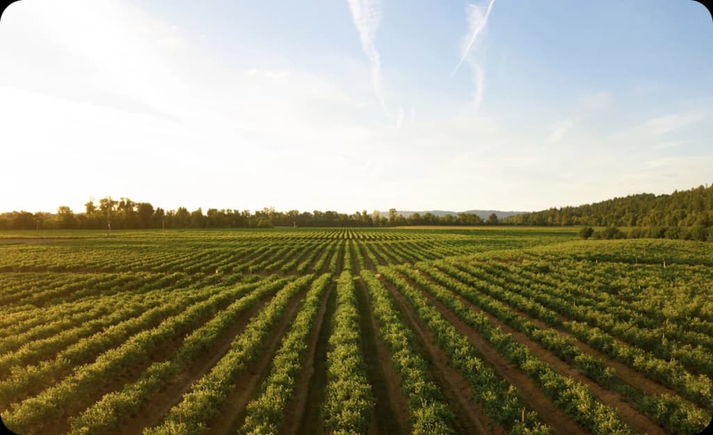 Expansive farmland near Stanton, CA — symbolizing fresh starts and growth through addiction recovery.
