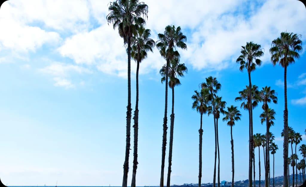 Iconic palm trees under a sunny Seal Beach sky — representing clarity, peace, and the fresh start offered by local rehab programs.