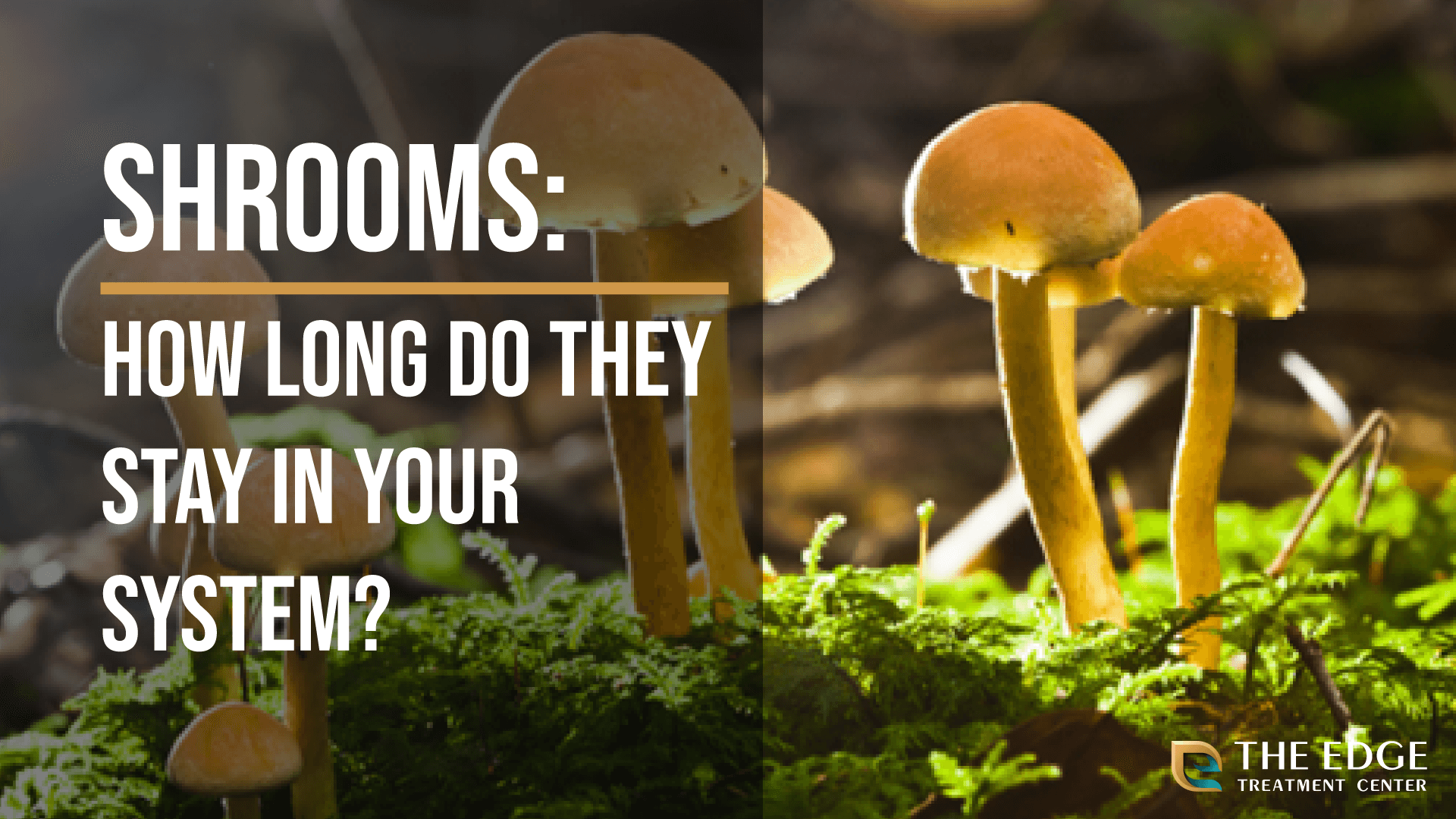How Long do Shrooms Stay in Your System?